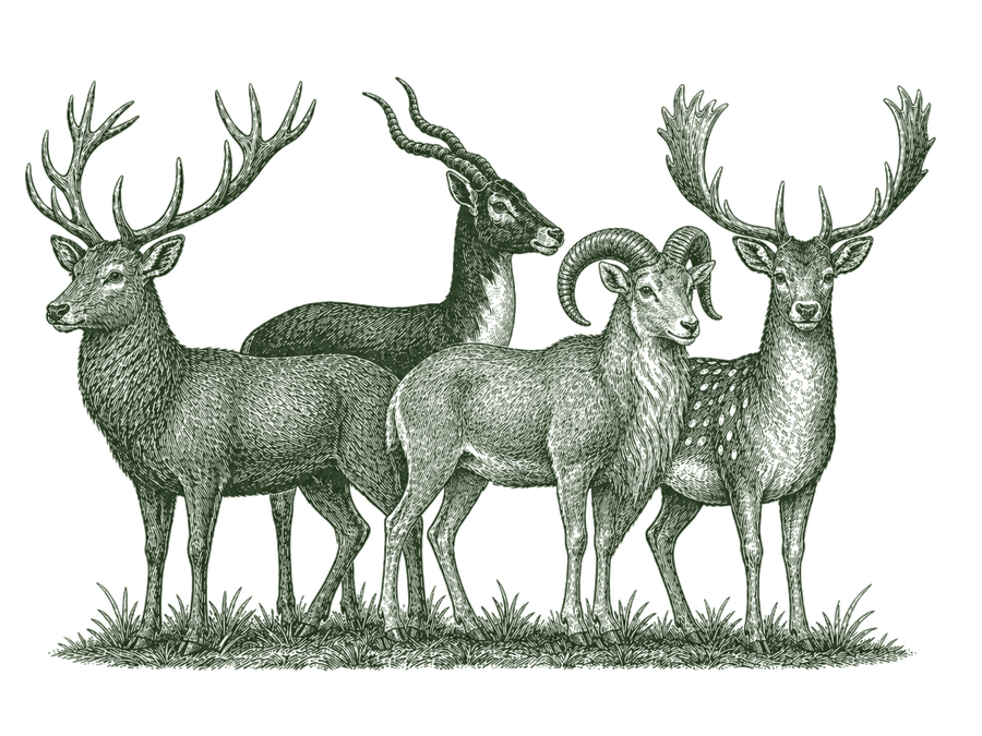 Illustration of axis, blackbuck, and red stag