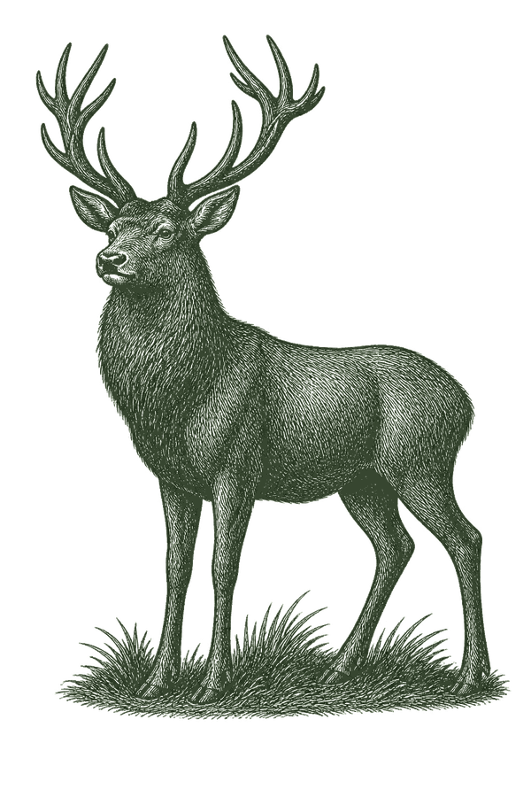 Red stag engraving