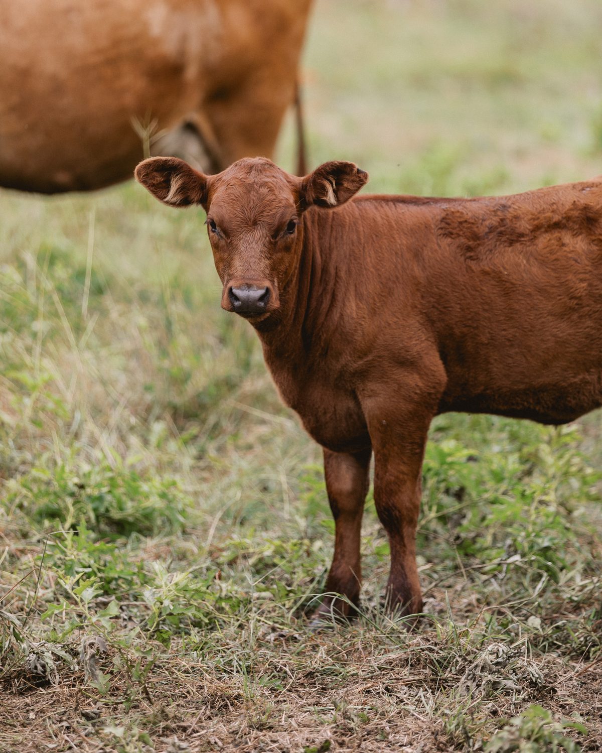 A red calf standing in summer pasture