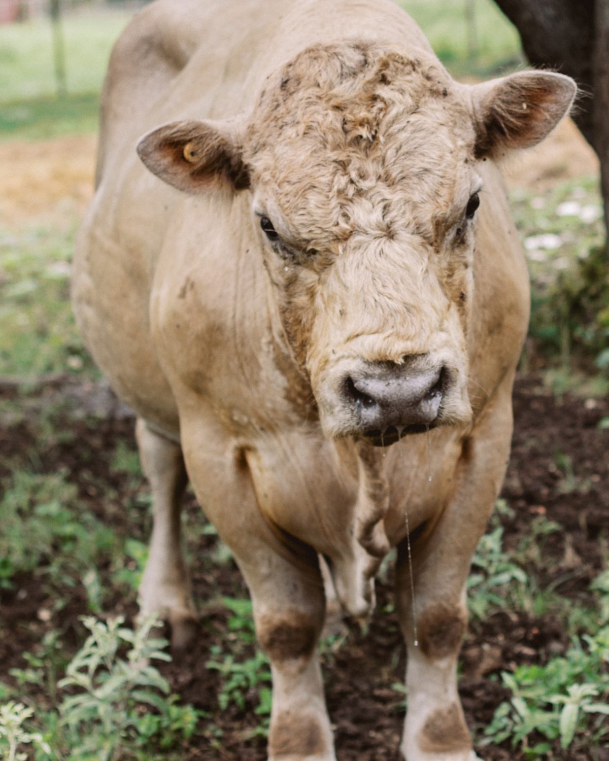 A cream-colored Charolais bull standing in pasture