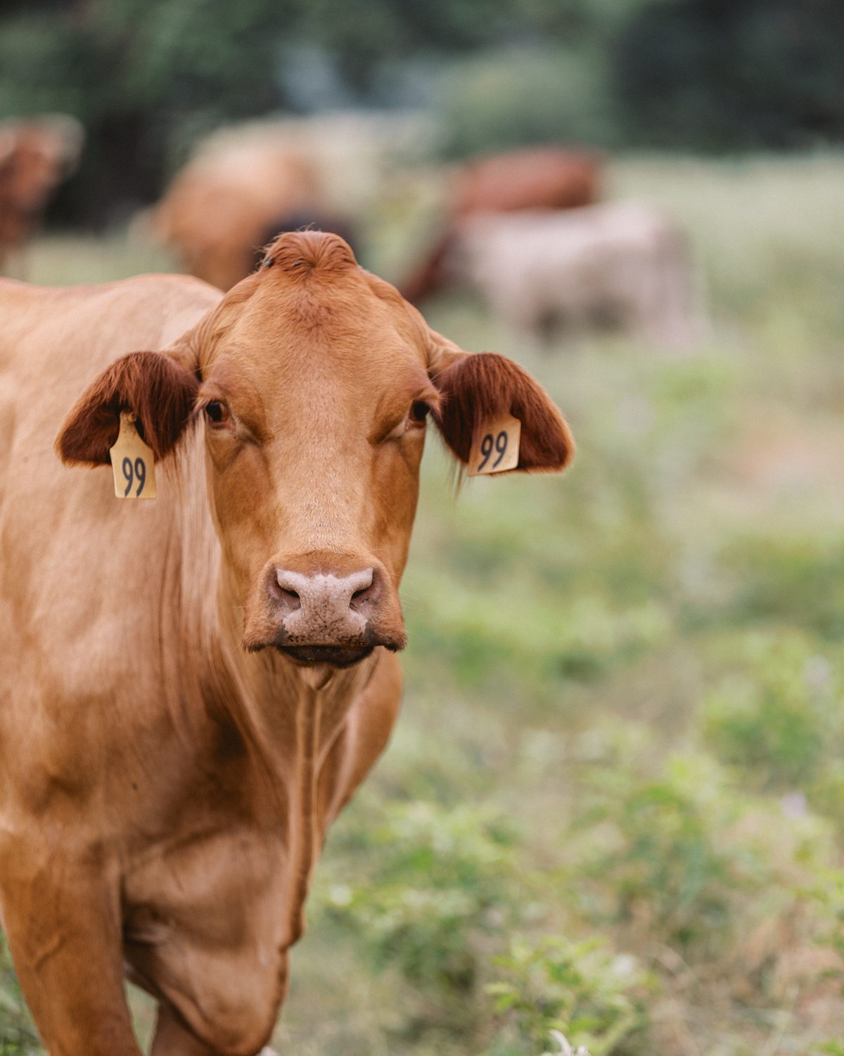 A Beefmaster cross cow facing the camera in pasture