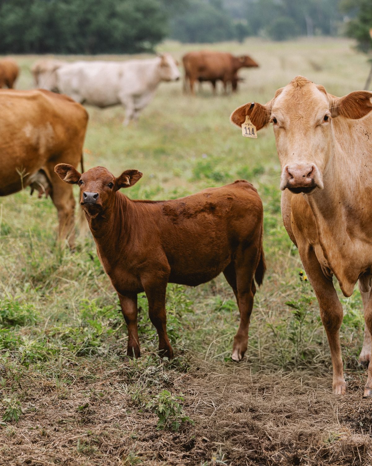 Cows and calves standing together in open pasture
