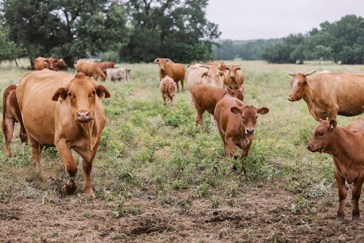 Beefmaster cross cows and calves in open pasture at Monteith Ranch
