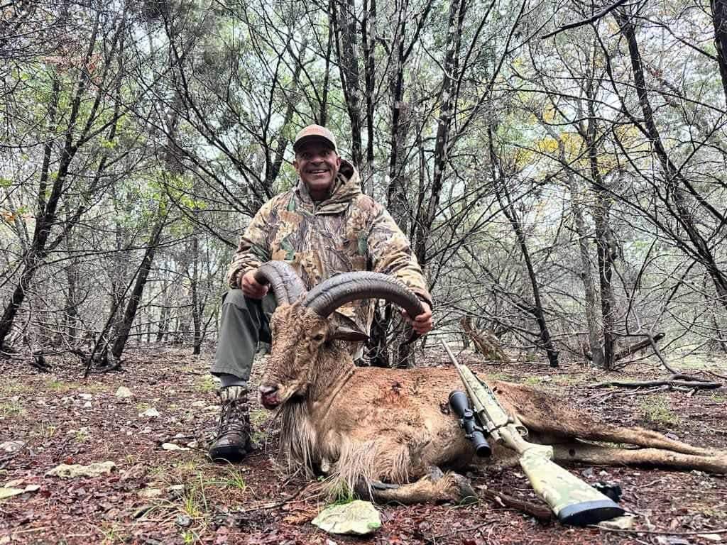 Aoudad ram in woodland