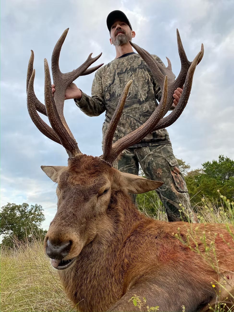 Red stag, low-angle frame